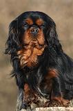 CAVALIER KING CHARLES 377